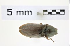 Foto (Dorsalansicht) von Selatosomus tauricus (Dolin, 1975) (NHMW-ZOO-COL-0008382)